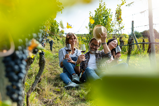 Grape harvesting for wine making storytelling: workers team relaxing after the harvest