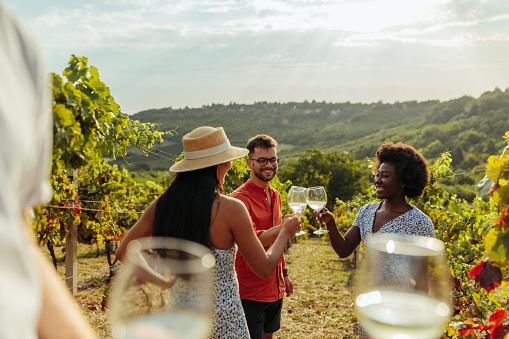 Group of friends making a wine toast in vineyard
