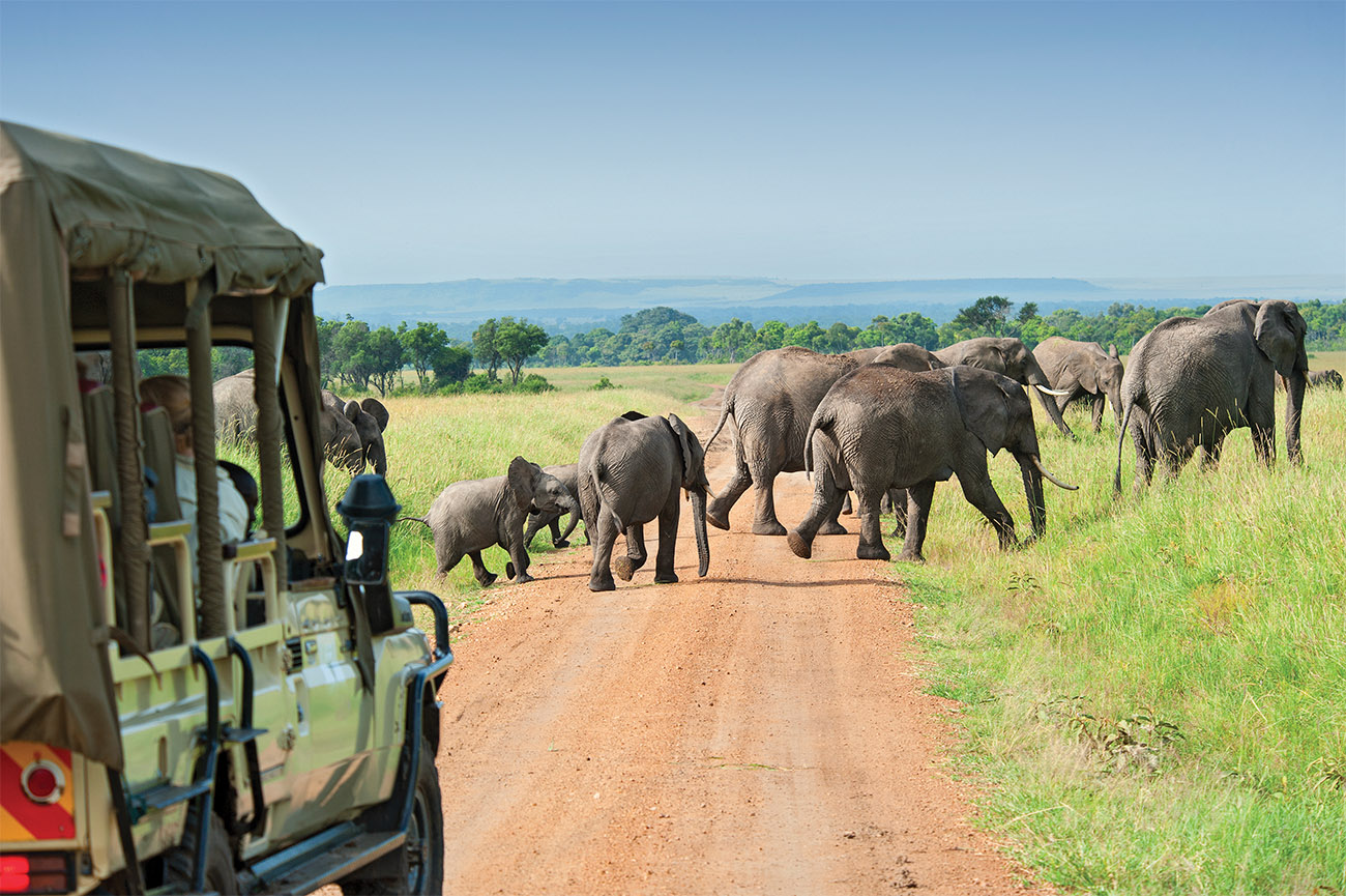 Safari cars are following a large African Elephants (Loxodonta)in the plains of the Masai Mara.
4x4; African Elephant; Animals And Pets; Car; East Africa; Elephant; Group Of Animals; Herd; Ivory; Kenya; Land Vehicle; Mammals; Masai Mara; National Park; Oversized; Parkland; Safari; Safari Animals; Savannah; Tall; Tanzania; Tourism; Tranquil Scene; Travel; Travel Backgrounds; Travel Locations; Umbrella Tree; Veldt; Watching; Wild Animals; Wildlife