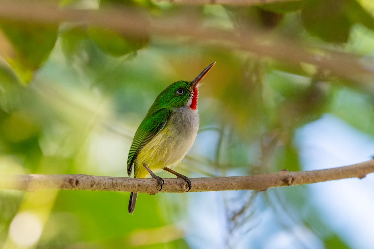 A bird with vibrant green plumage and an orange or yellow beak perched on a branch surrounded by green leaves.